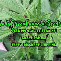 SHOP NOW FOR JOLLY GREEN GENETICS